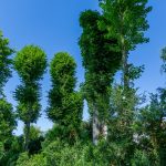 Arbor environnement - Johan Legrand