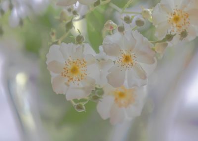Les pommiers en fleurs du Pays d'Othe